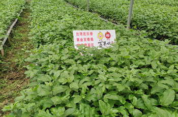 臺(tái)灣芭樂(lè)香苗