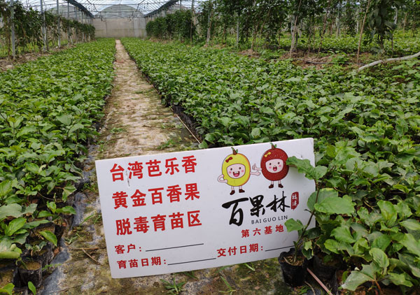 臺(tái)灣芭樂香百香果苗圖片