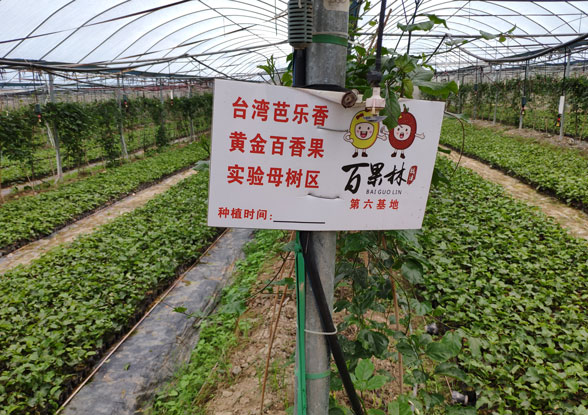 黃金百香果實(shí)驗(yàn)?zāi)笜鋮^(qū)實(shí)拍