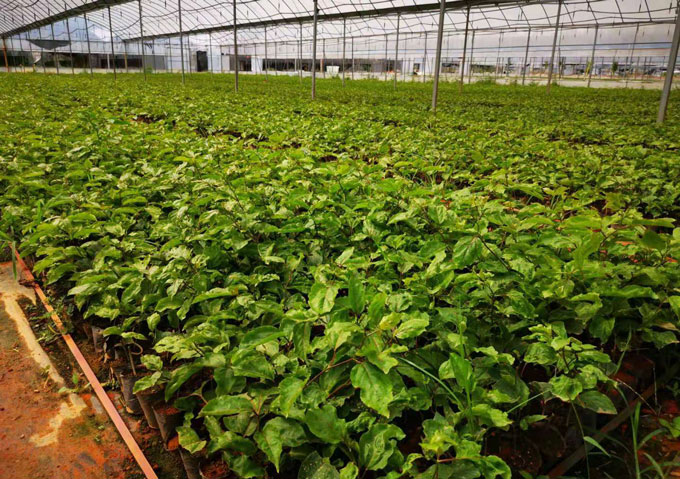 黃金百香果苗種植示范區(qū)