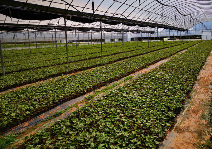 黃金百香果苗種植示范區(qū)