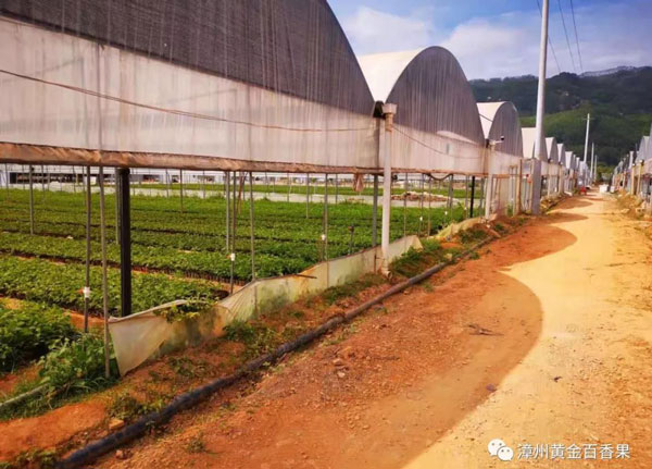黃金百香果苗圃基地實(shí)拍圖