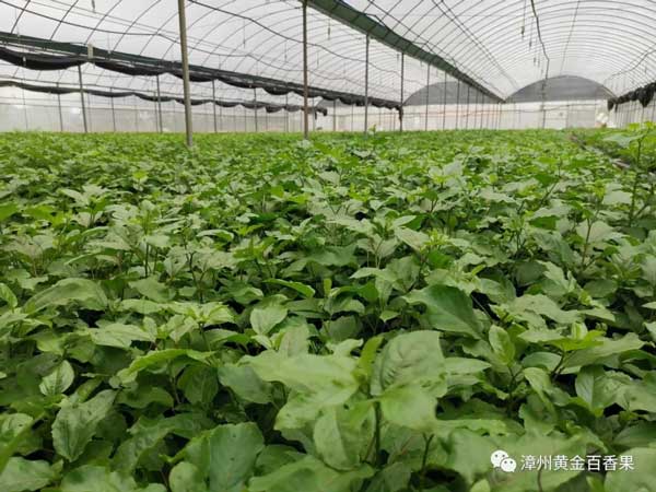福建百果林欽蜜九號、芭樂香、金蜜黃金百香果苗圃