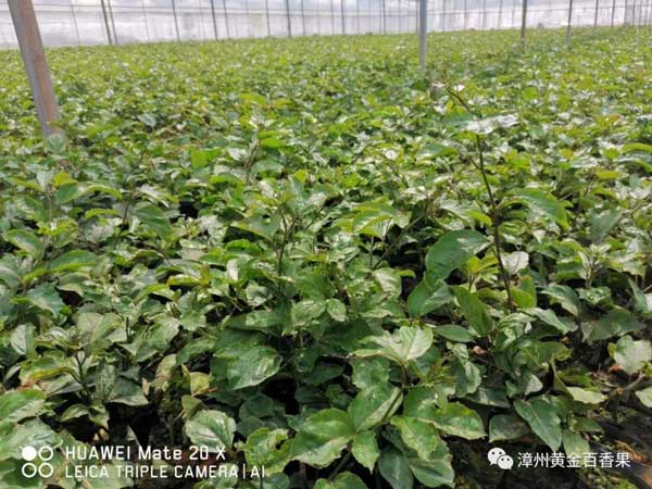 福建百果林黃金百香果簡介